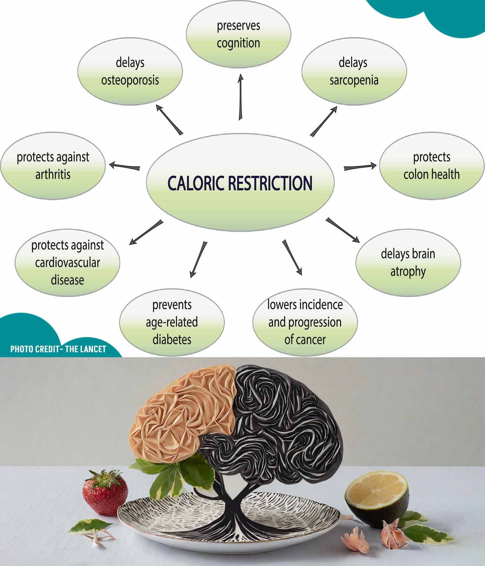 Caloric Intake and Brain Aging