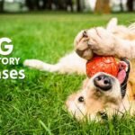 Dog Respiratory Diseases