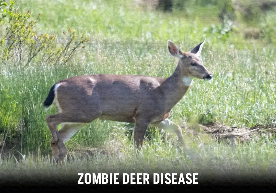 Zombie Deer Disease 2024