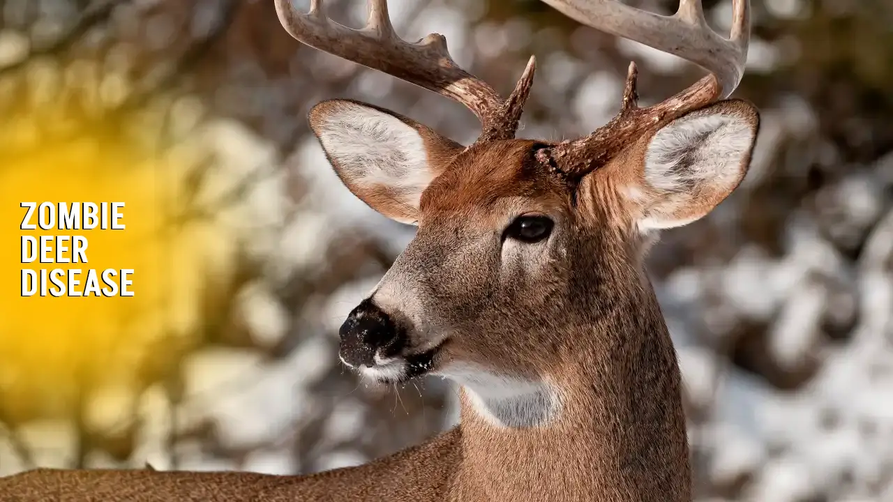 Zombie Deer Disease 2024 And Threat To Humans