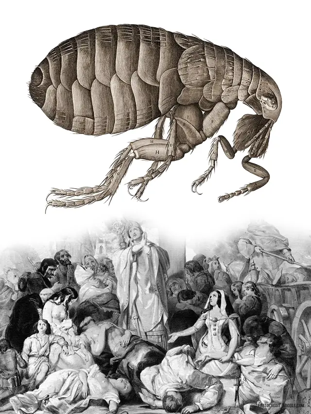 bubonic plague