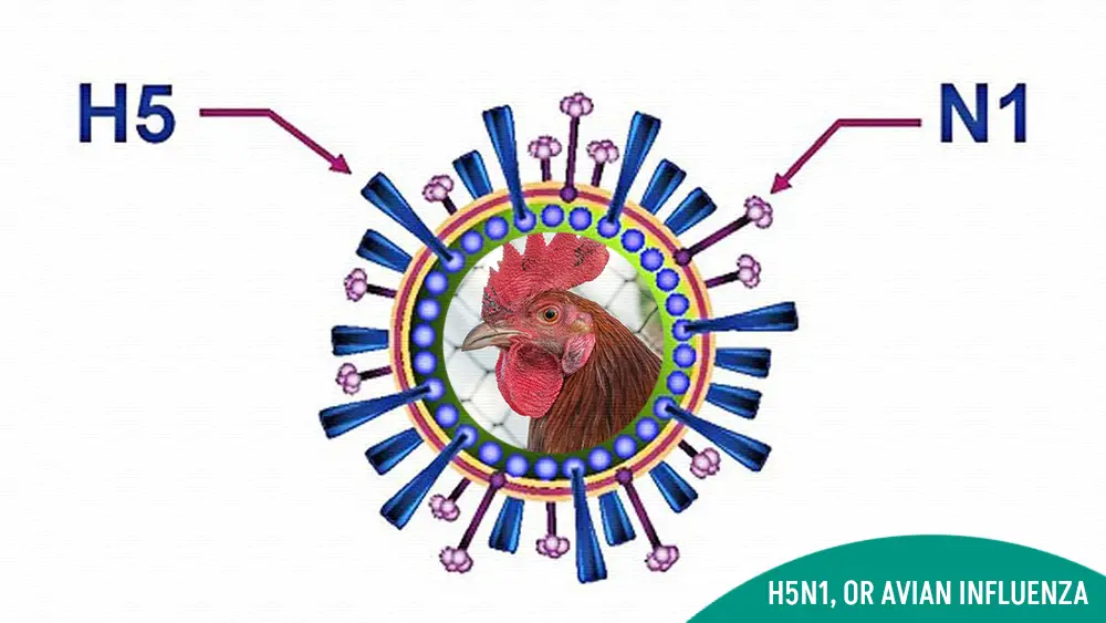 H5N1, or avian influenza virus