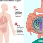 Human Gut Microbiome