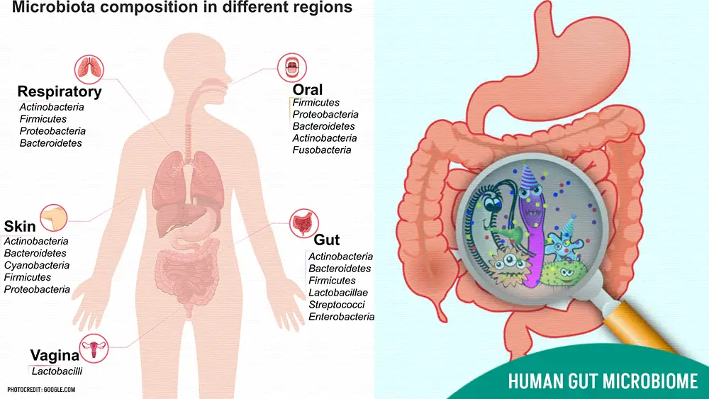 Human Gut Microbiome