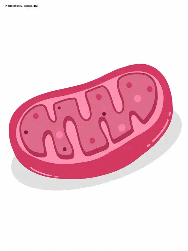 mitochondrial disease