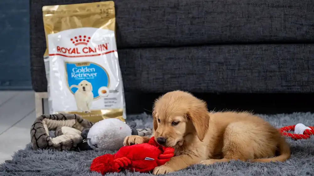 Is Royal Canin a Good Dog Food?