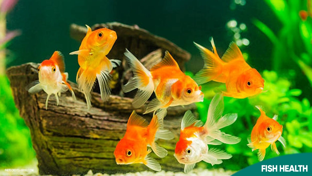 Aquarium Fish Health Problems