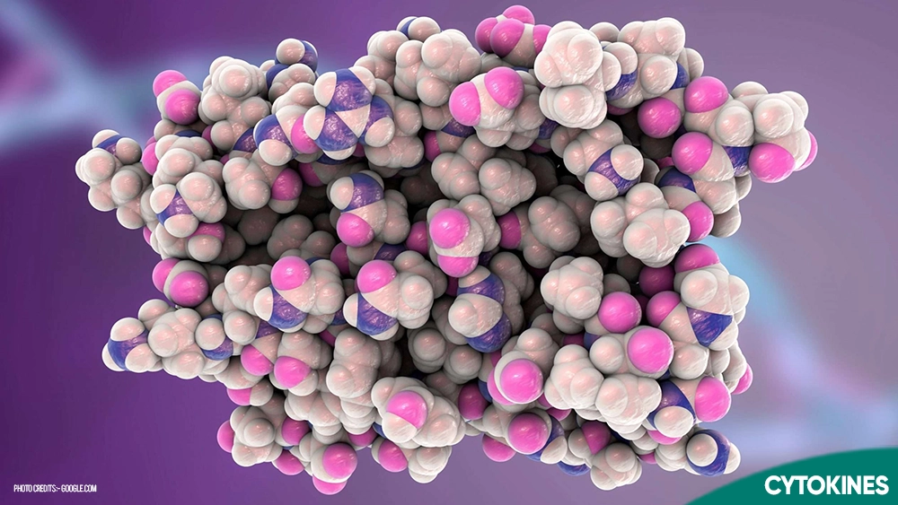 Proteins Such as Interferons and Interleukins Released by the T Cells Are Called What? Explained in Detail: Cytokines?