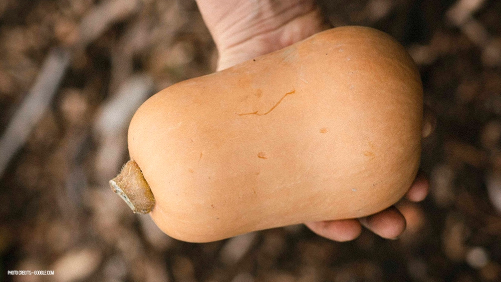 butternut squash nutrition facts