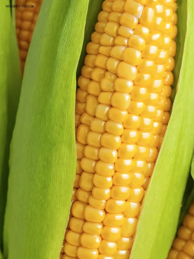 Does Corn Have Nutritional Value?