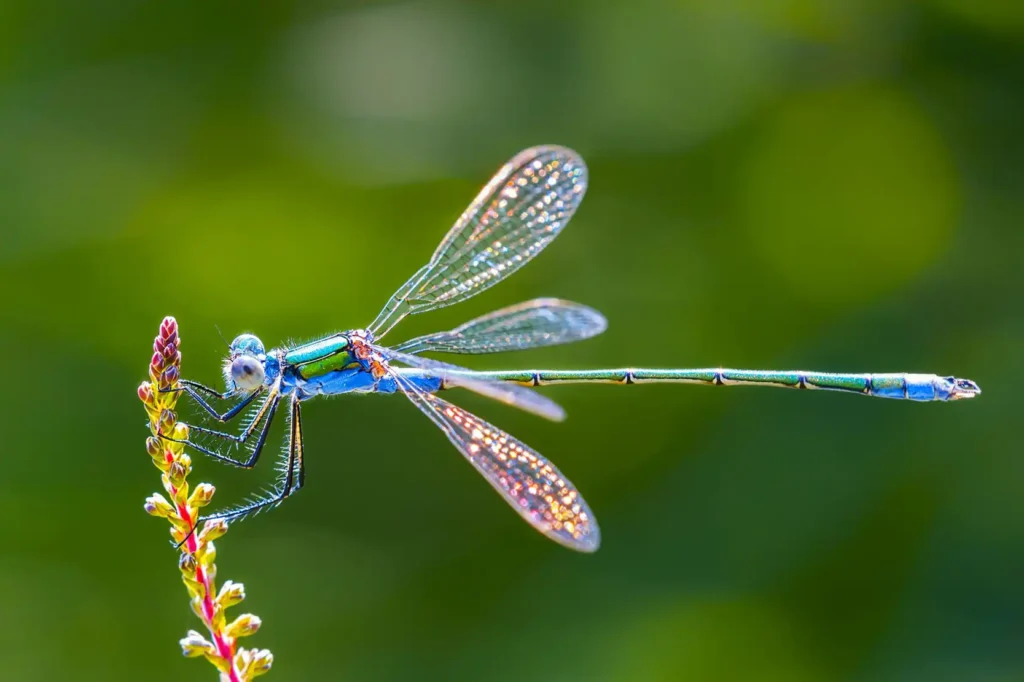 Dragonfly Spiritual Meaning