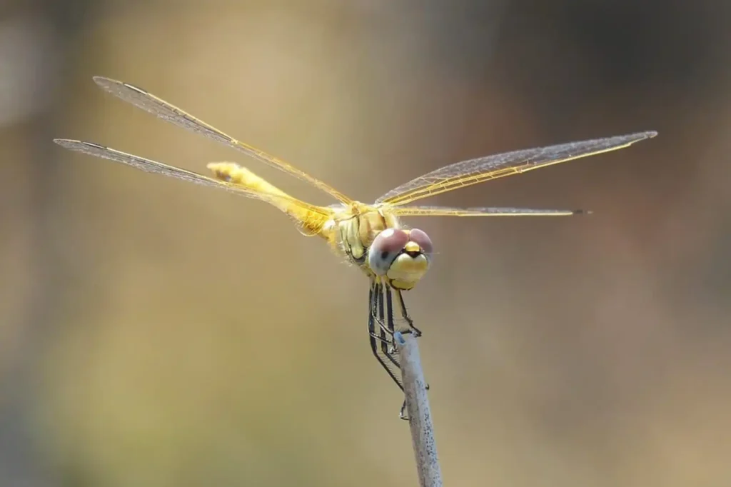 Dragonfly Spiritual Meaning