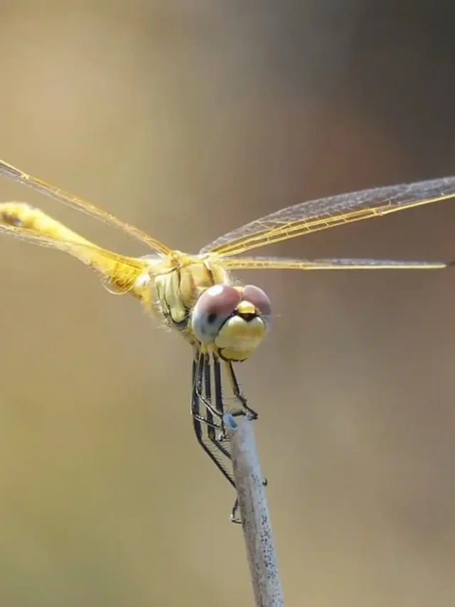 Dragonfly Spiritual Meaning: A Symbol of Transformation