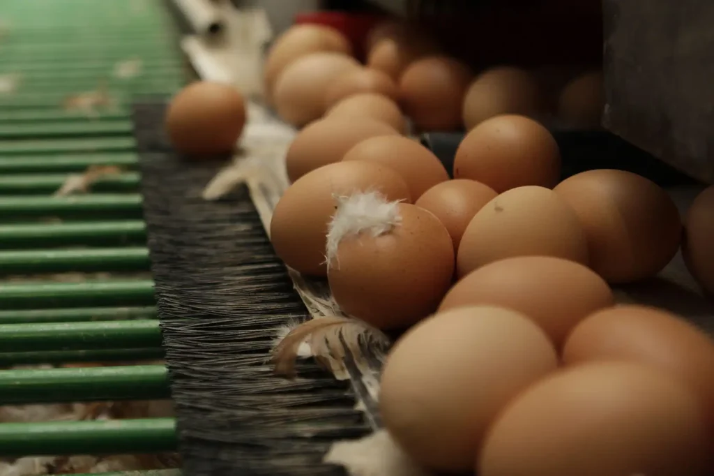 Can Salmonella Be Caused by Eggs
