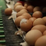 Can Salmonella Be Caused by Eggs