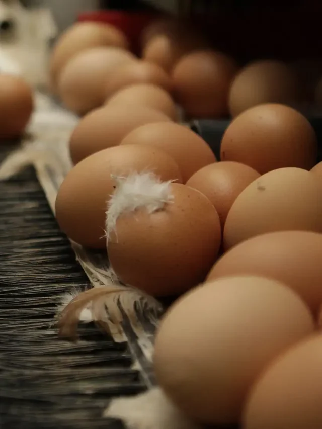 Can Salmonella Be Caused by Eggs