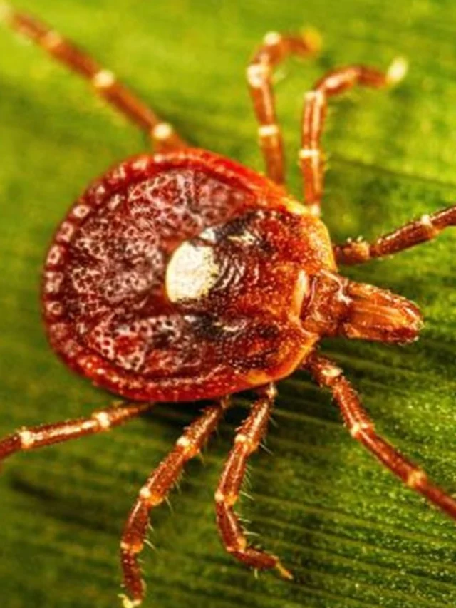 1st Known Death from Red Meat Allergy (Alpha-gal Syndrome)