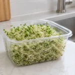 alfalfa sprouts outbreak — Alfalfa sprouts in an unbranded container on a kitchen counter.