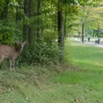 animal rabies activity — Illustration of a wild mammal near a wooded park with people walking at a distance.