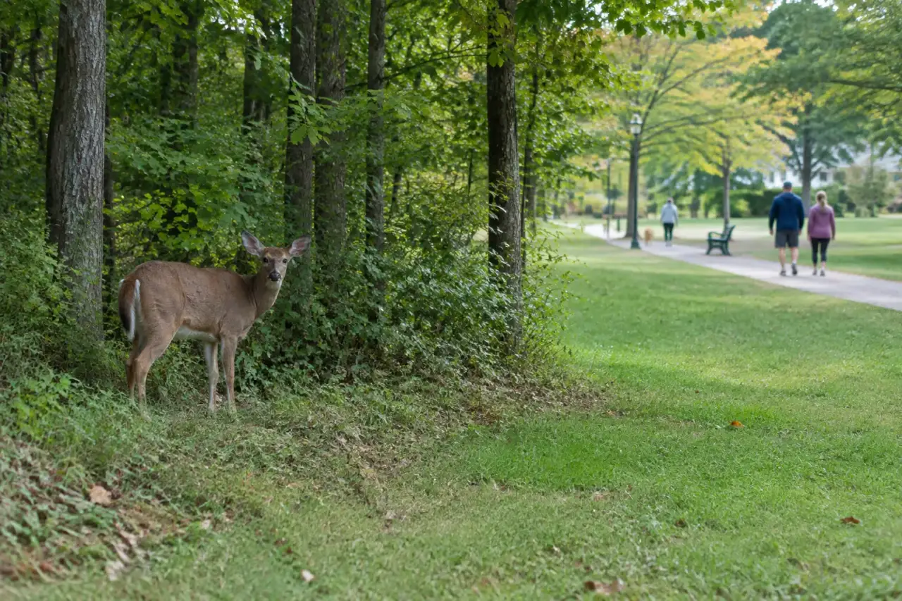 animal rabies activity — Illustration of a wild mammal near a wooded park with people walking at a distance.